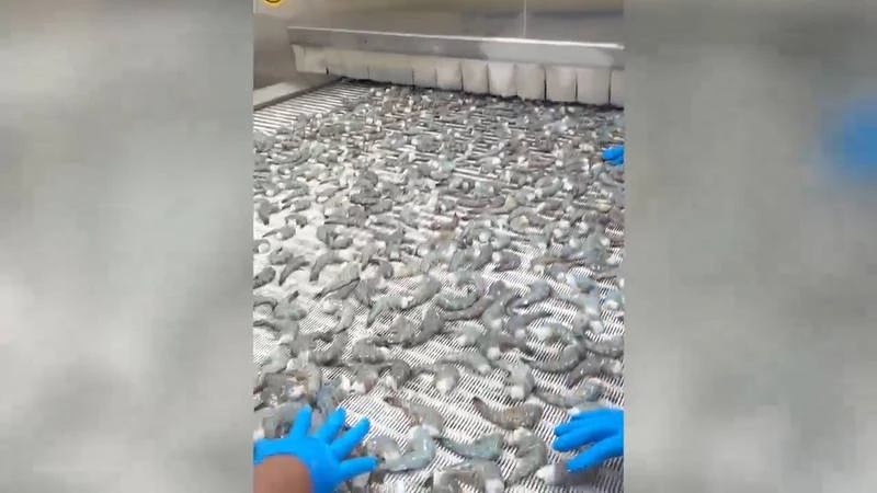 Проект морозильной установки IQF для Pacific Seafood, Гватемала