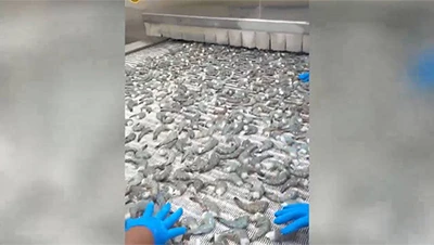 Проект морозильной установки IQF для Pacific Seafood, Гватемала